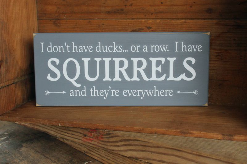 I don't have Ducks or a row I have Squirrels